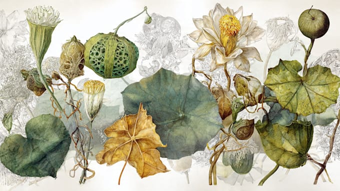 draw botanical illustration art for you