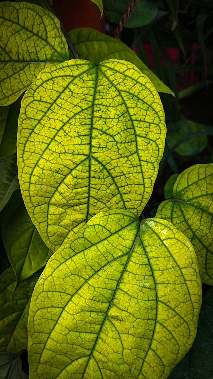 provide nature photography images