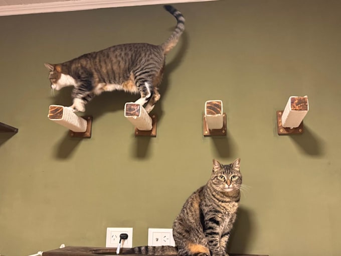 design a custom cat wall playground for your home