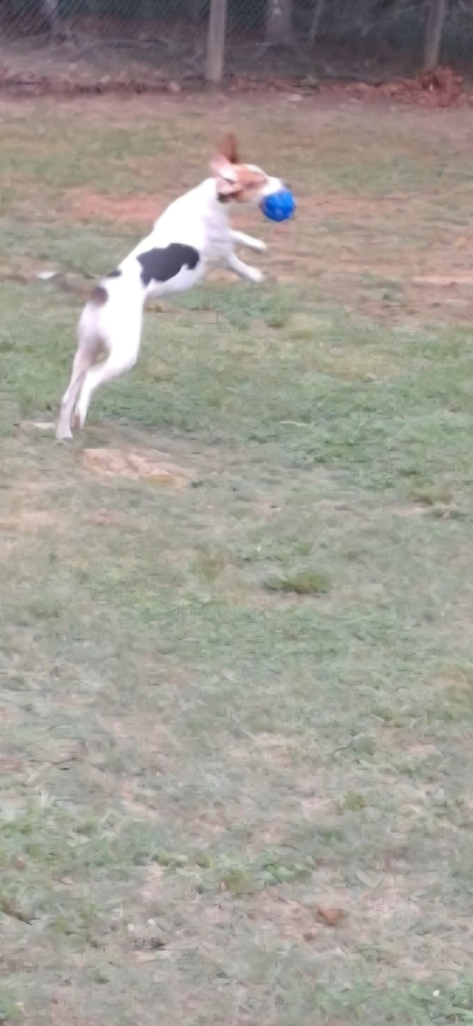 create authentic  pet ugc videos for your brand