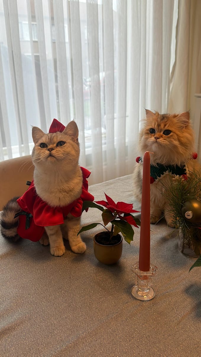 create engaging cat ugc videos for your pet brand