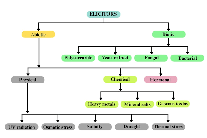 create educational flowcharts and scientific illustrations