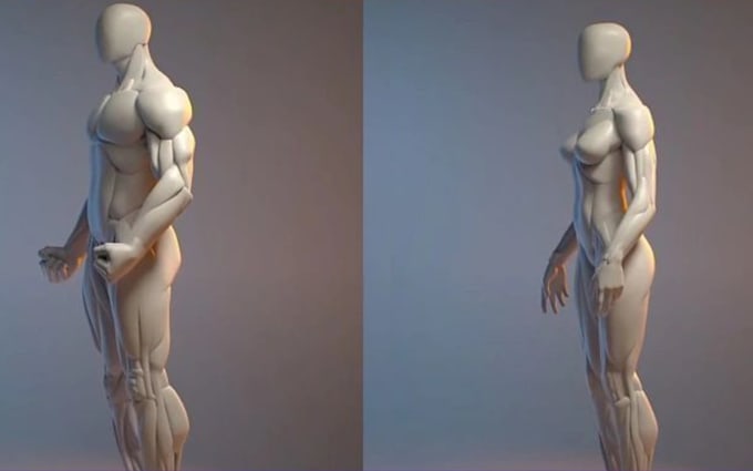 create realistic 3d human anatomy model character rig morph target muscle body
