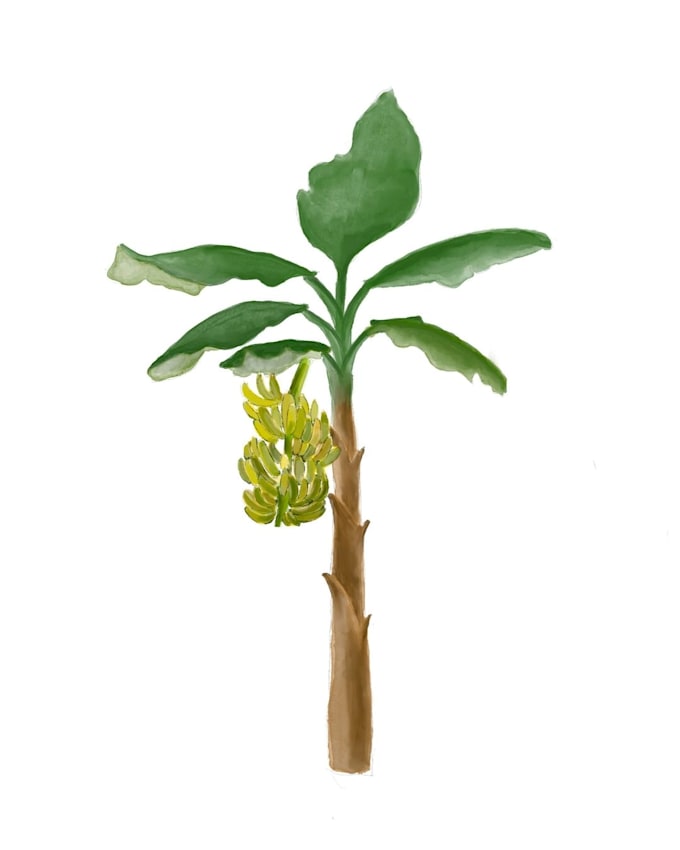 illustrate a fruit, plant or flower