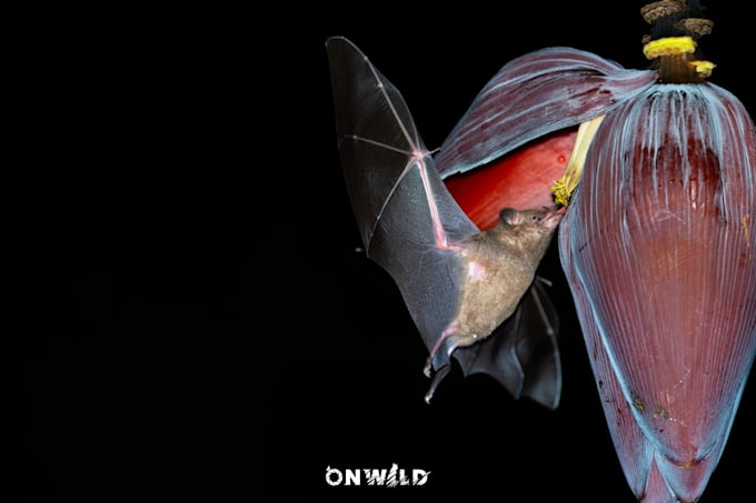 provide professional wildlife photography mentoring