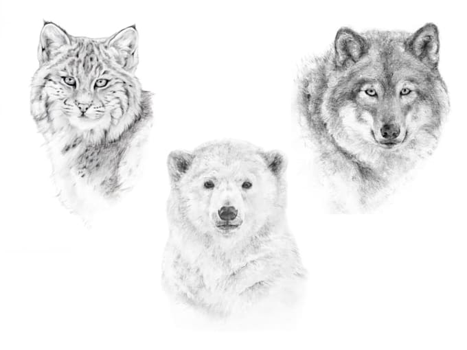 draw realistic wild animal pencil illustrations