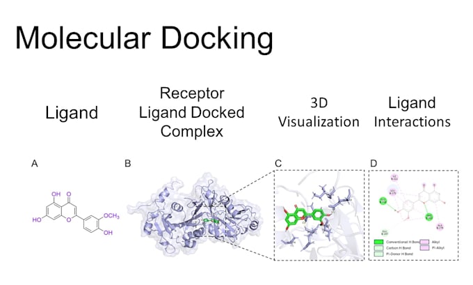 do receptor ligand docking and molecular interactions for drug discovery