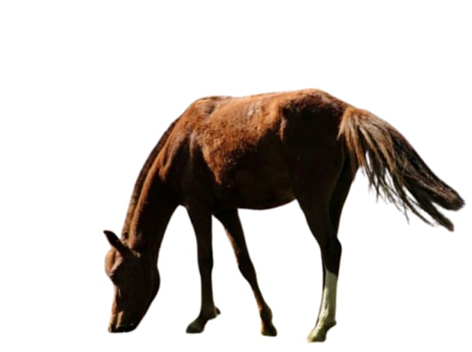 professionally remove background from any image within 24 hours