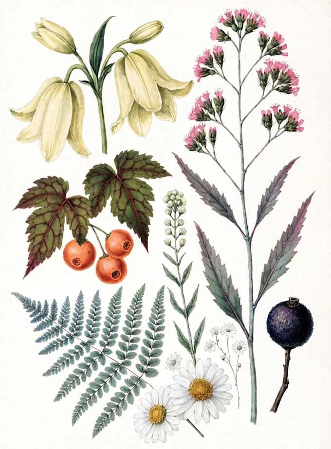 draw fineline botanical delicate flowers