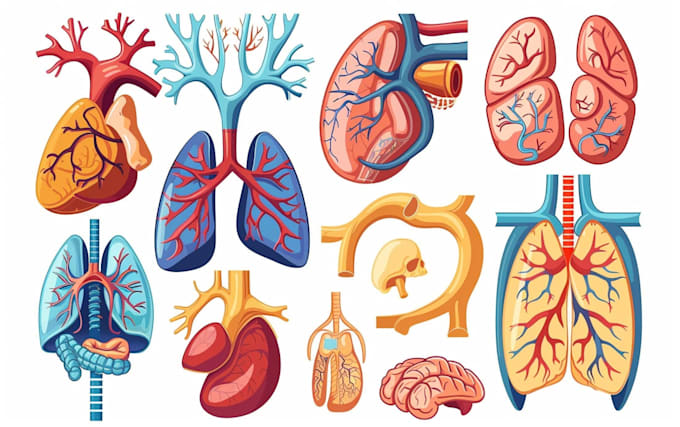 create anatomy, medical, and scientific illustrations