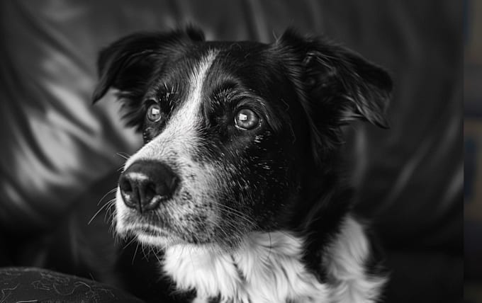 digital paint or illustrate your pet or animal