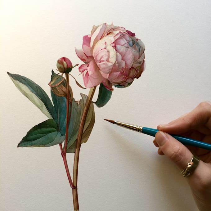 draw a botanical illustration