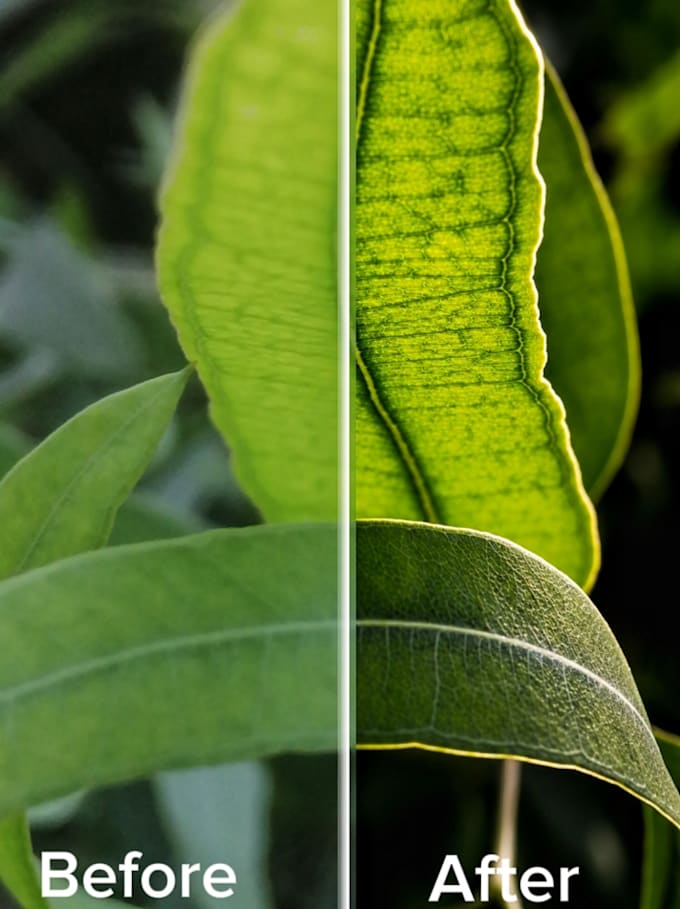 enhance, restore, and sharpen your any low quality images