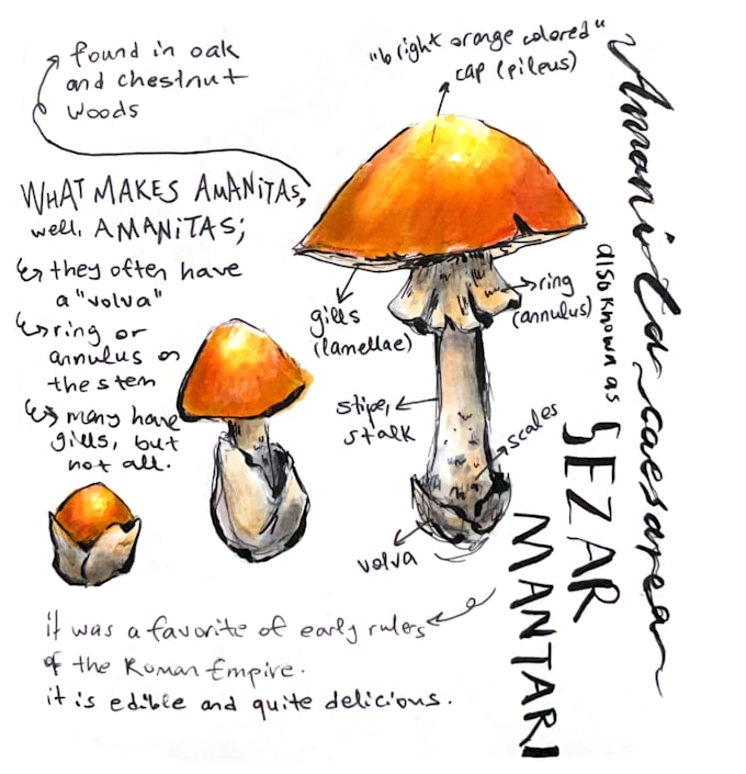 create watercolor and digital scientific illustrations