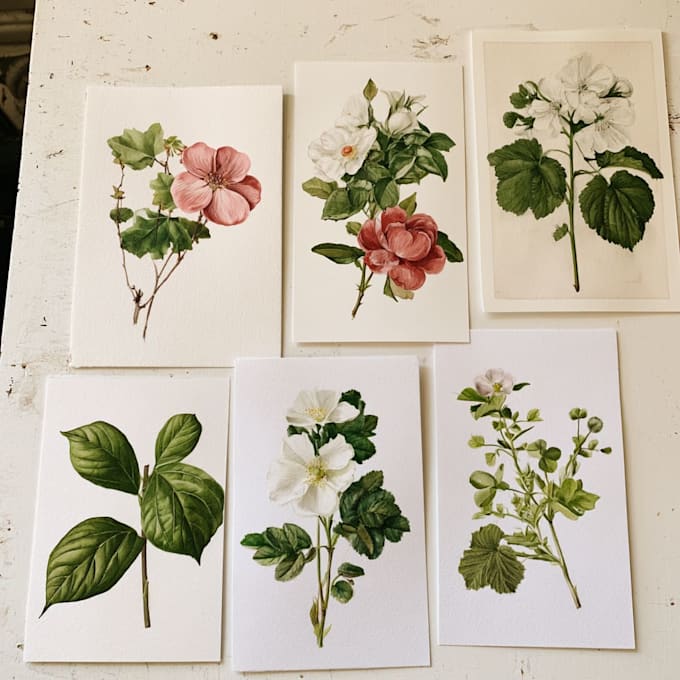 illustrate best botanical illustration
