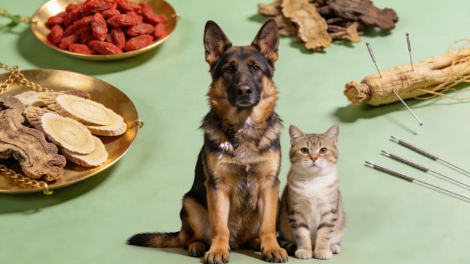 write engaging tcm pet health articles and blog posts