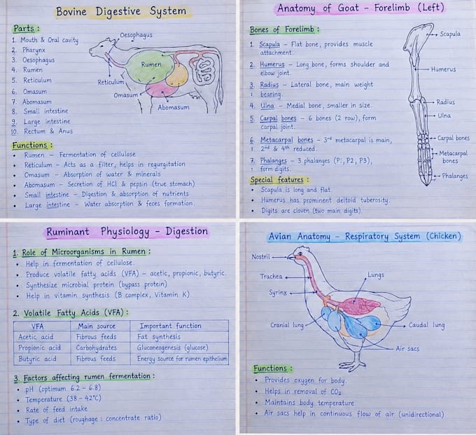 draw accurate medical human and veterinary anatomy and body organs diagrams