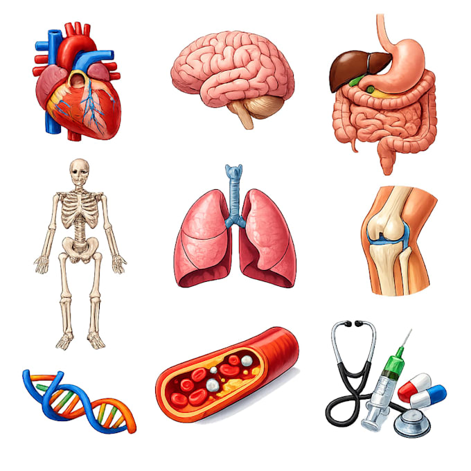 draw anatomy and medical vector illustration