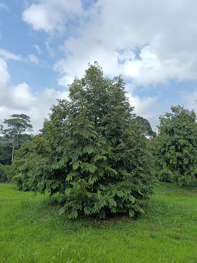 diagnose durian tree diseases and pest problems