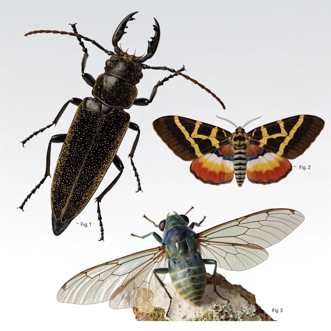do realistic insect illustrations