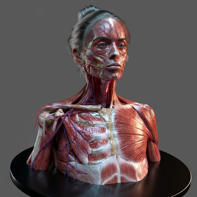 create hyper realistic 3d medical anatomy, 3d anatomy model