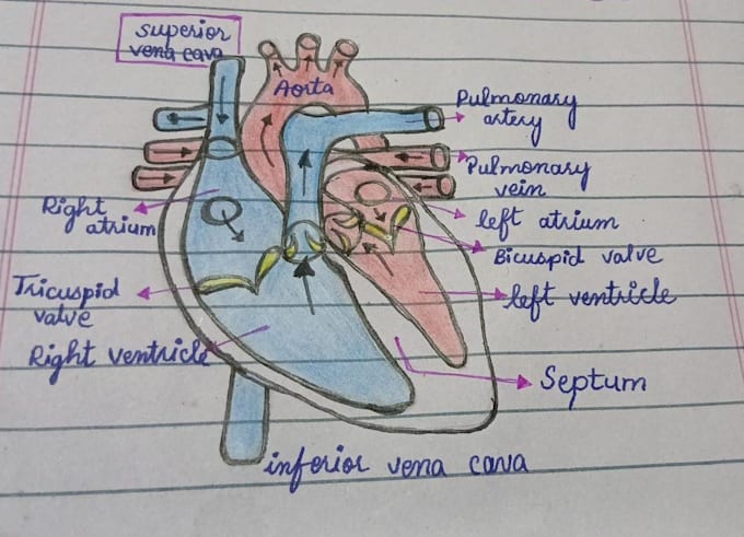create biology diagrams and educational charts