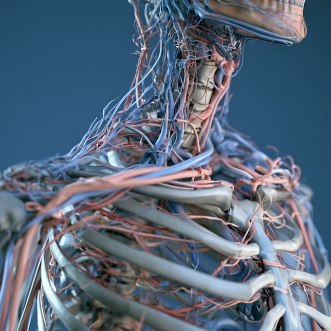 draw you in human anatomy and physiology