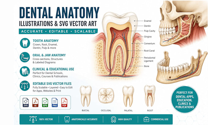 illustrate dental anatomy and create svg vector illustration