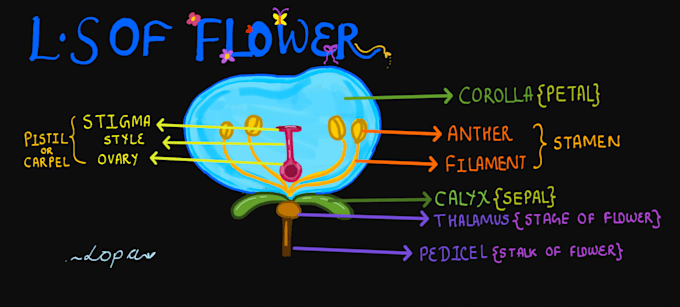 create handwritten digital botany notes and  diagrams