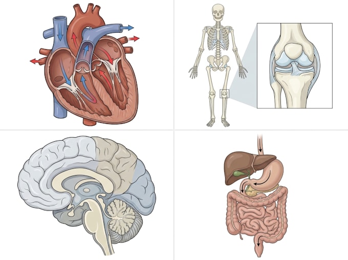 draw medical illustrations and diagrams