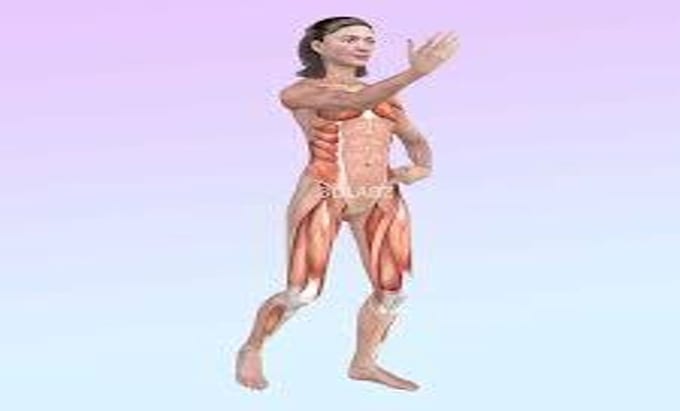create 3d gym animation and fitness exercise animation loops
