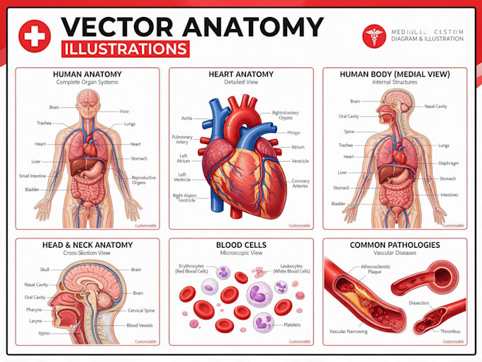 draw anatomy and medical vector illustration