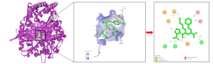 perform molecular docking and protein ligand interaction analysis