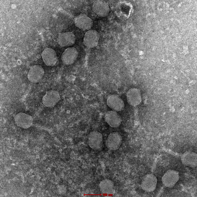 annotate phage genomes and phage proteins