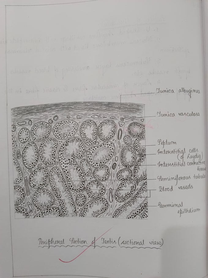 do beautiful handwritten note and custom drawing