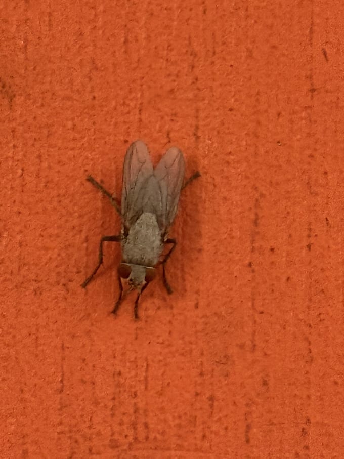 take a picture of a bug or leaf or whatever I want