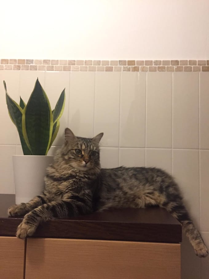 expert care your pet will love