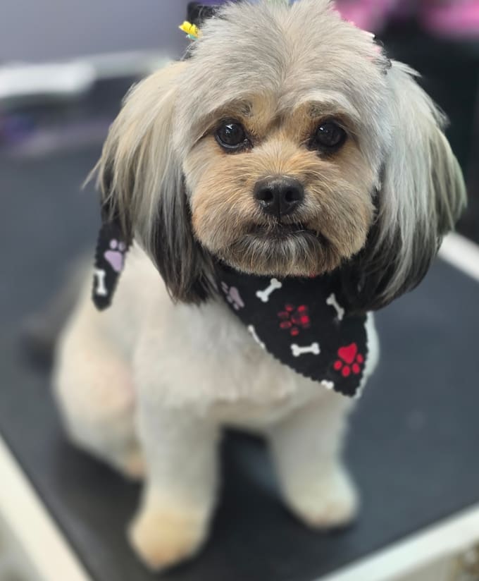 create a custom dog grooming care plan