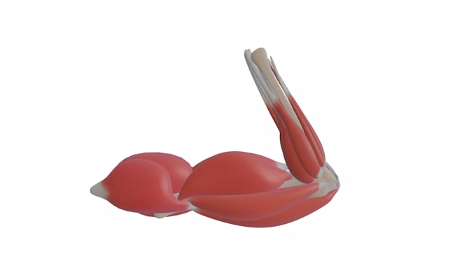 create 3d muscle anatomy and activation animations
