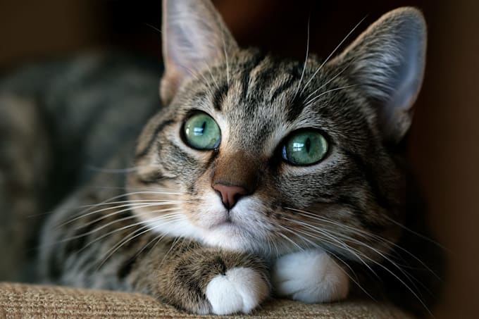 paint stunning pet portrait