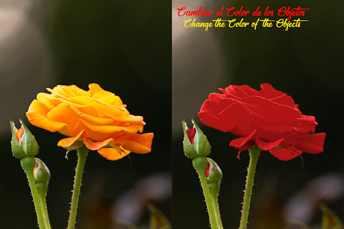 remove background, erase objects, and change colors