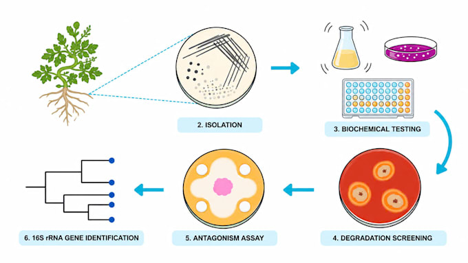 design scientific figures and graphical abstracts for you