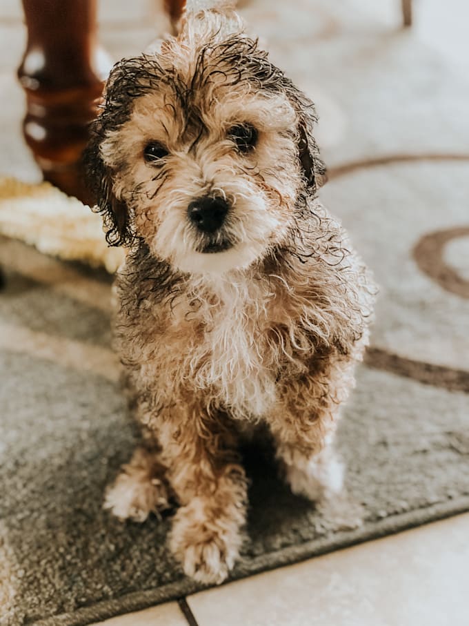 Send you a photo of one of my dogs by Gicellemarie Fiverr