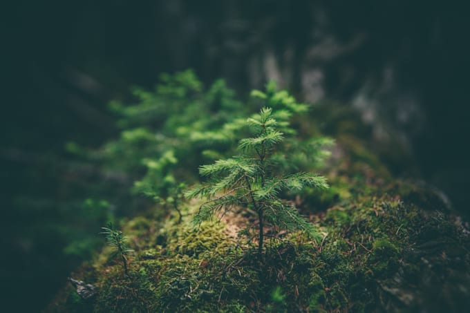 read a poem to a tree