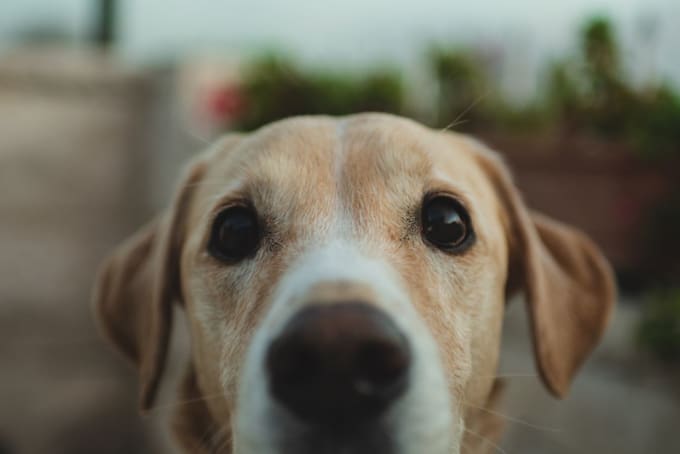 shoot a professional portrait