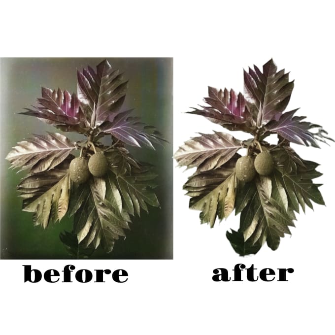 Turn black and white photos into color by Anjassumpena Fiverr