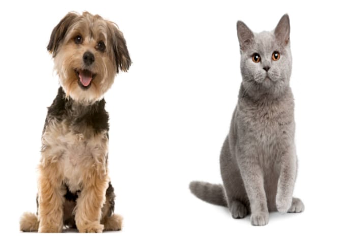 Make an illustration of your pet photo in a disney pixar style by - Main Image