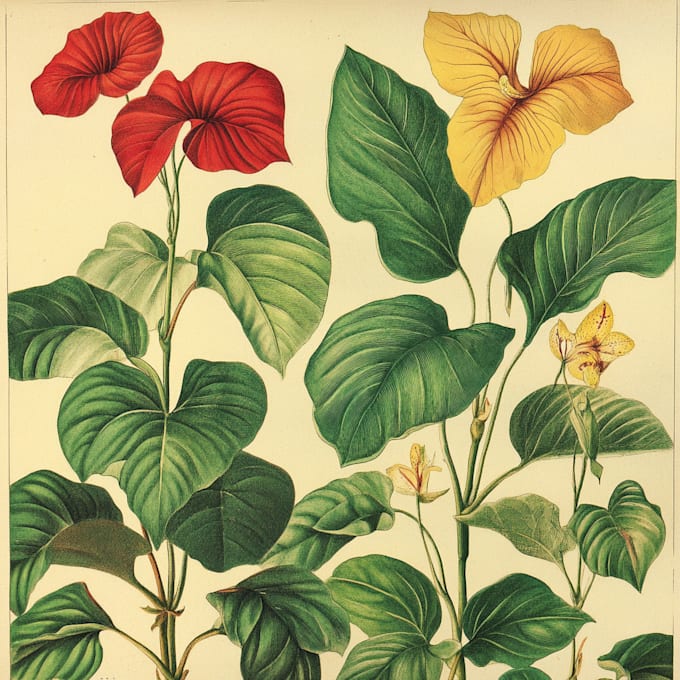 do watercolour botanical illustrations