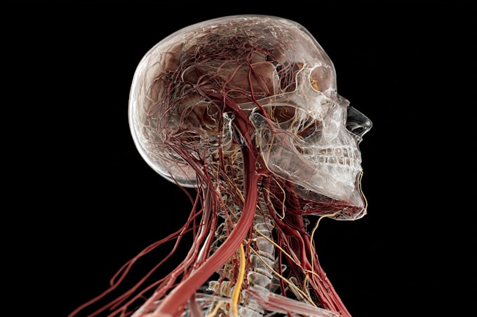 illustrate custom realistic medical art for commercial use