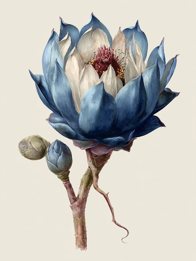make botanical product illustration